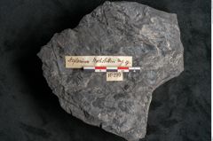 Foto (Detailansicht) von Asplenium hochstetteri Unger (NHMW-GEO-2024-0188-10299)